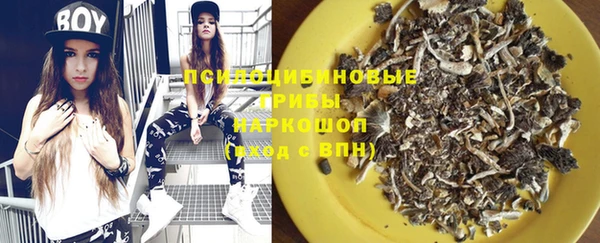 сатива Новокубанск